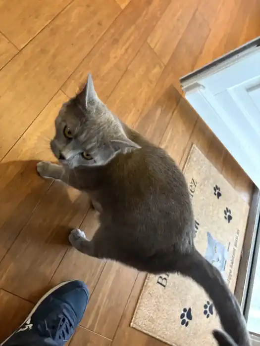 Les chats - Le Reporter