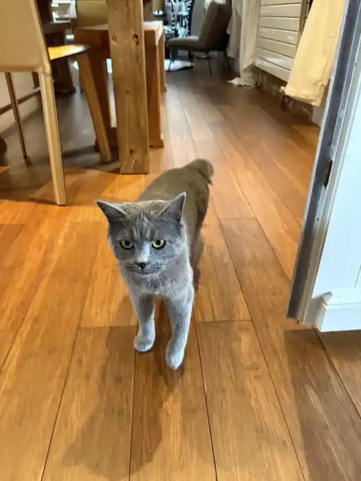 Les chats - Le Reporter